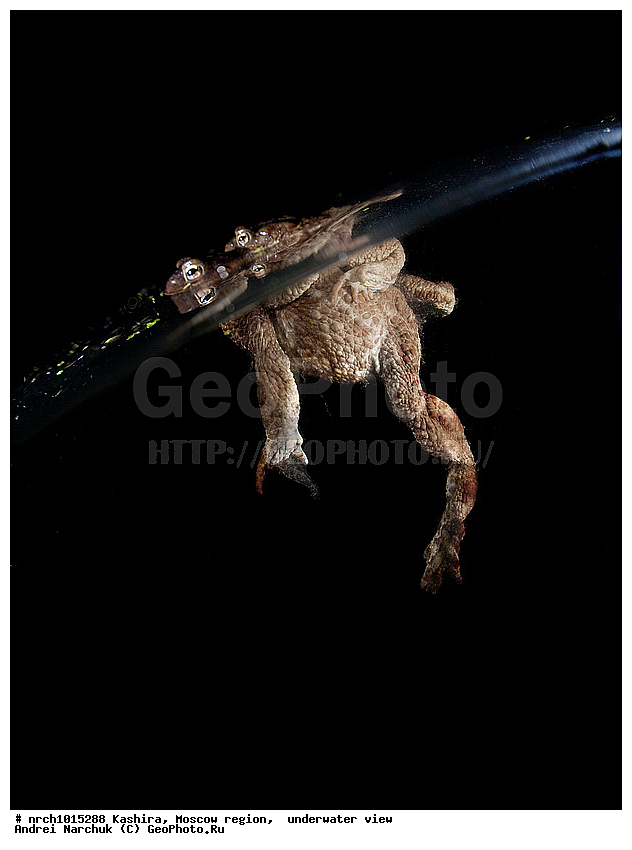 ��������� �����, ���������� �������, ���, �������, �� ���, ����, �����������, ���������