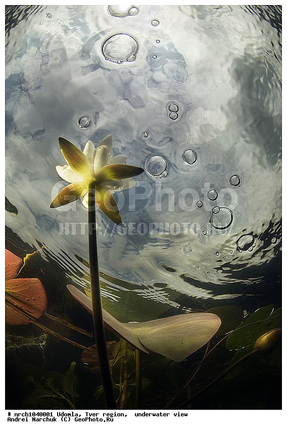 �������� �����, ������, ������������, ���, ��������, �� ���, �����, �����������, ���������