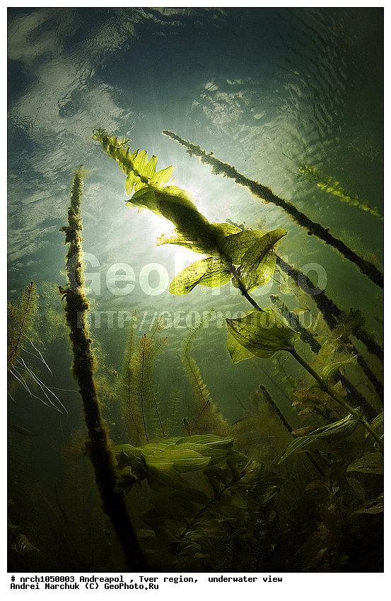 ����������, �������� �������, ���, ��������, �� ���, �����������, ���������