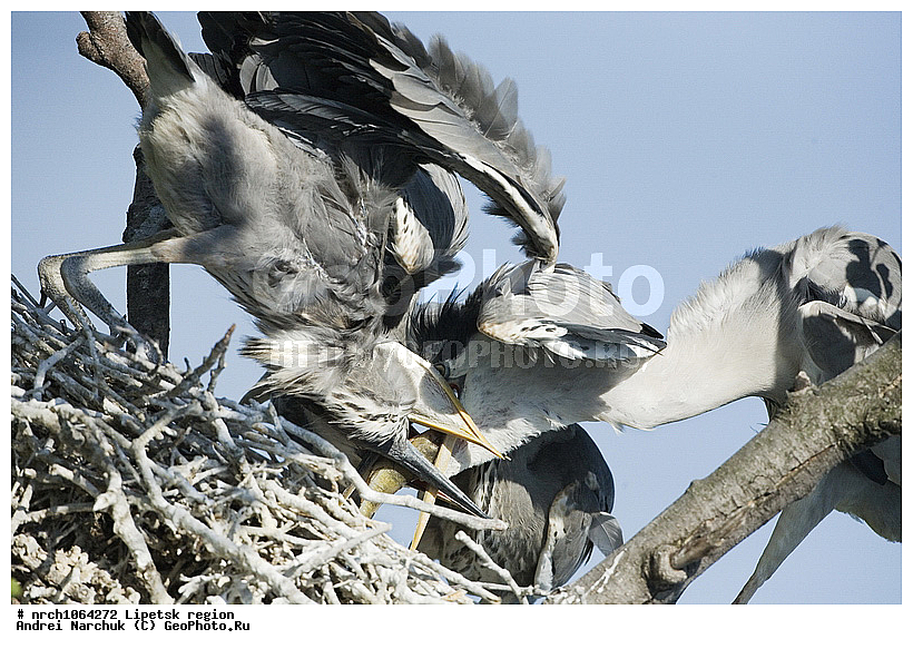 ������, �������� �������, ����� �����, �������, ������, ����� �����, ����������, �������, ��������, ��������, �����, �����, ��������, �����������, XYZ, ��������, Ardeidae, ����� �����, Ardea cinerea, ������, ������