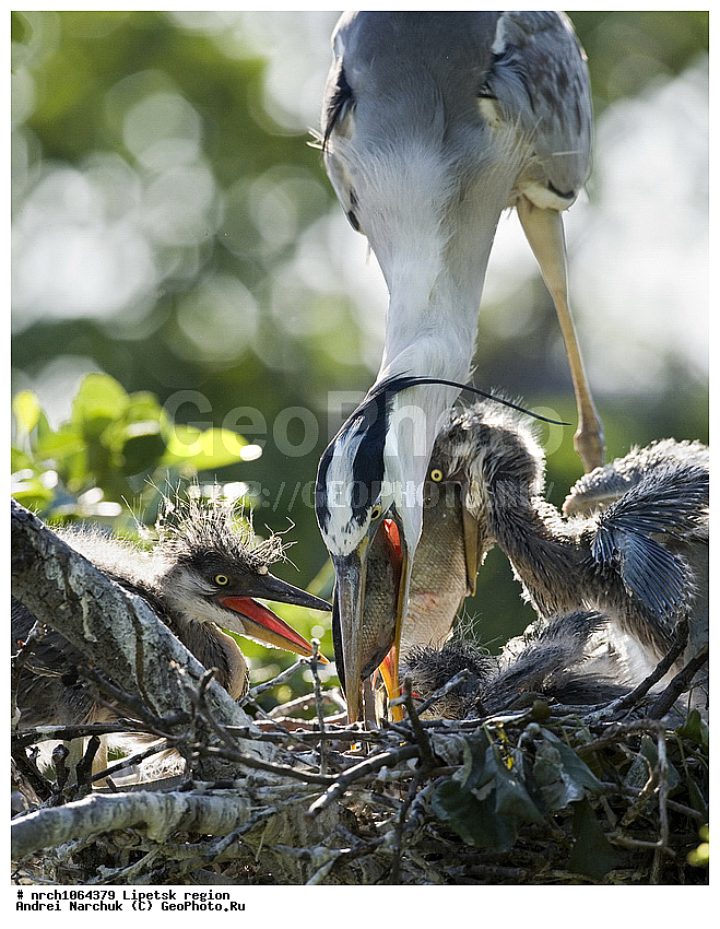 ������, �������� �������, ����� �����, �������, ������, ����� �����, ����������, �������, ��������, ��������, �����, �����, ��������, �����������, XYZ, ��������, Ardeidae, ����� �����, Ardea cinerea, ������, ������