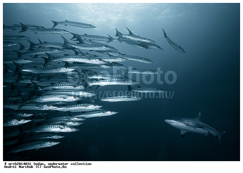 ������� ����, �����, ����, ��������� ���, �������