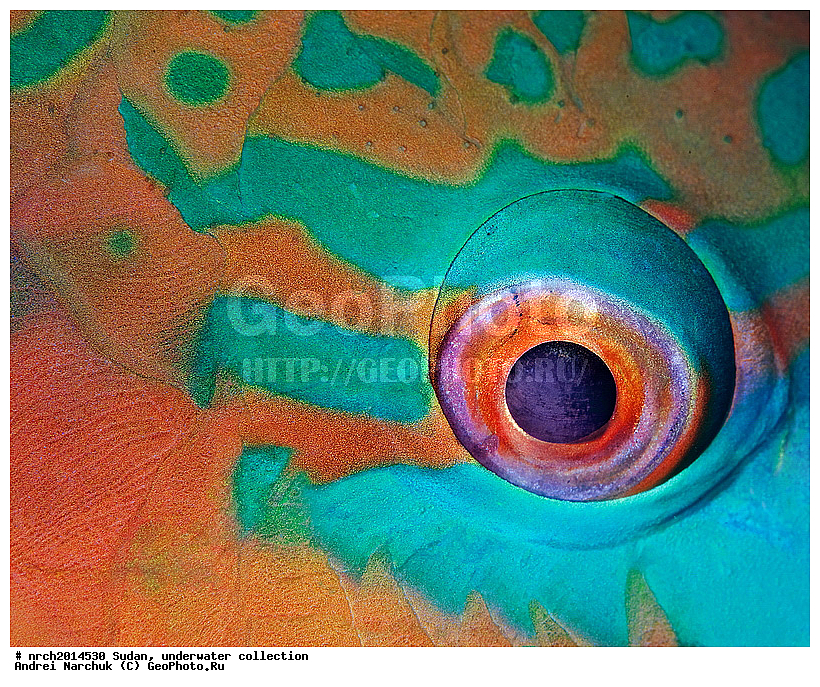 ������� ����, �����, ��������, ����, ��������� ���, �������, ��������, �������, �����, �����