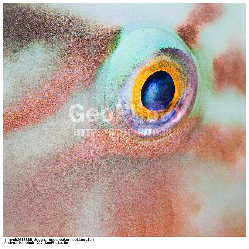 ������� ����, �����, ��������, ����, ��������� ���, �������, ��������, �������, �����, �����