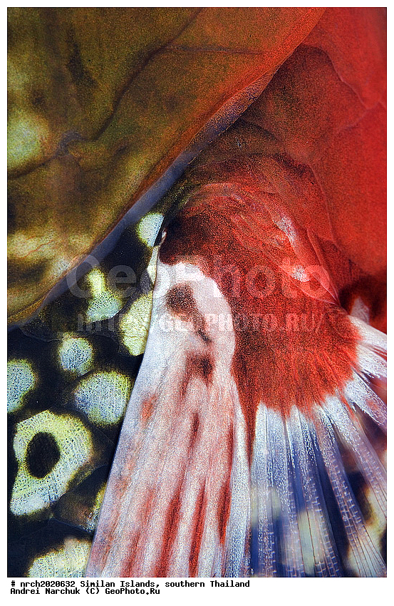 ��������� ����, ��������, �������, ��������, ����, ��������� ���, �������, ��������, �������, �����, �����