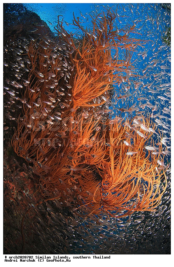 ��������� ����, ��������, �������, ����, ��������� ���, �������