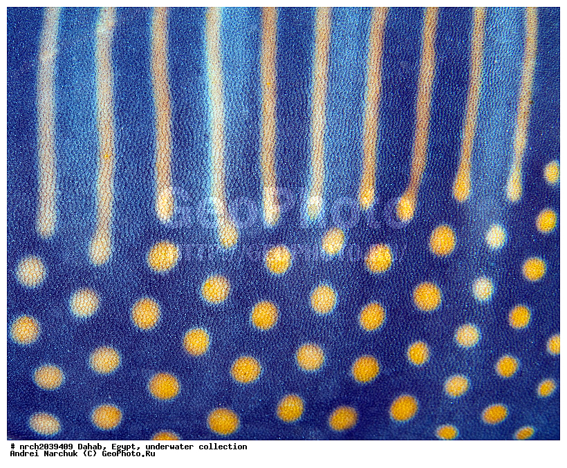 �����, ������, ��������, ��������� ���, �������, ��������, �����, �����