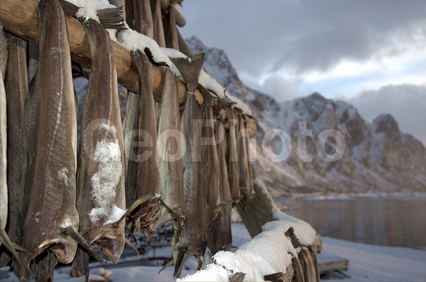 ����������� �������, ���������� ��������, �������� ��������, ������� ��������, ��������� ����, ����, �������, ������