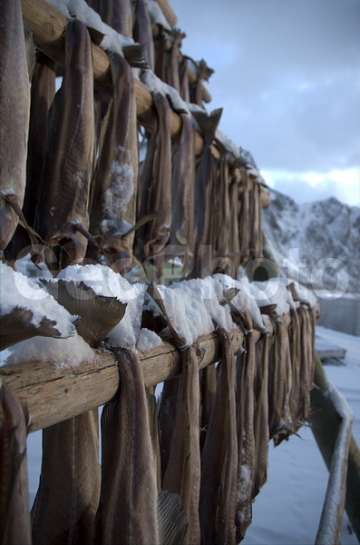 ����������� �������, ���������� ��������, �������� ��������, ������� ��������, ��������� ����, ����, �������, ������