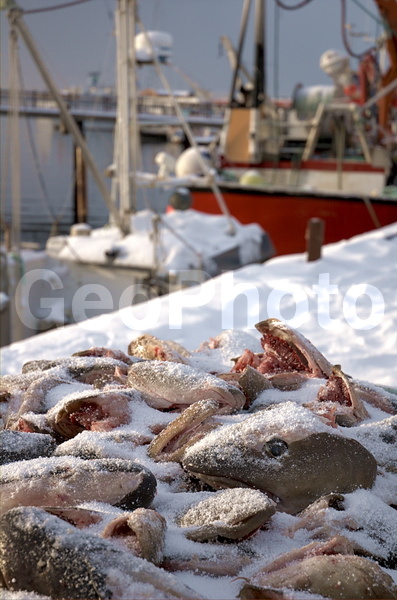 ����������� �������, ���������� ��������, �������� ��������, ������� ��������, ��������� ����, ����, �������, ������