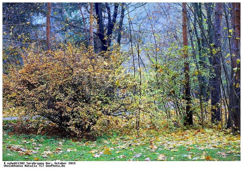 ���������� ���, ������, �����, �������, �����, 2015 ���, ������