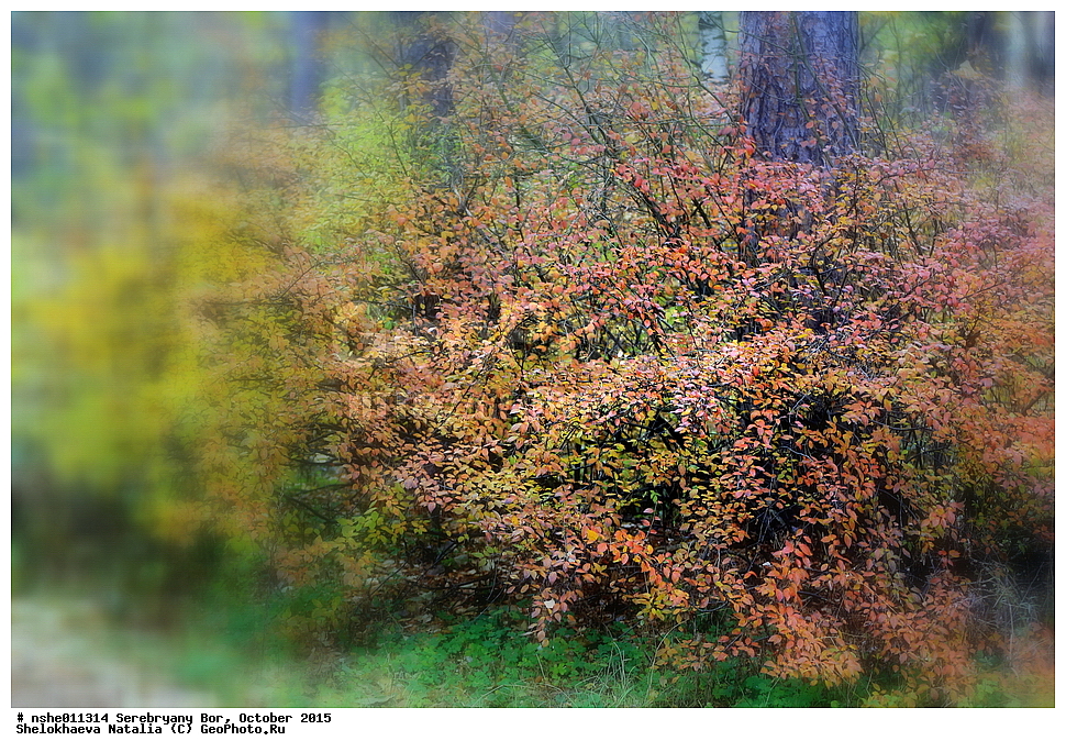 ���������� ���, ������, �����, �������, �����, 2015 ���, ������