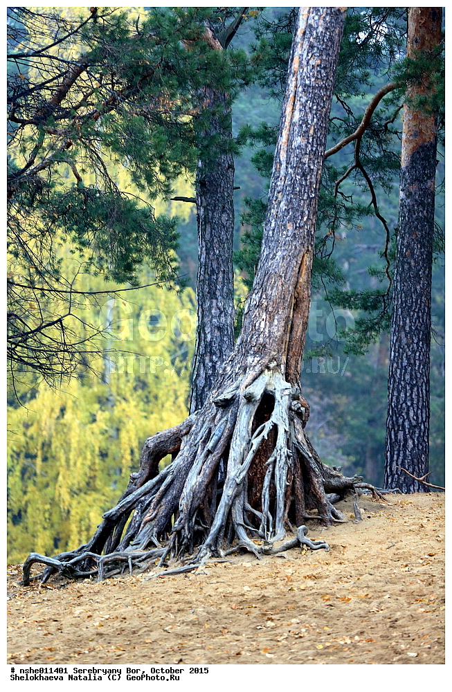 ���������� ���, ������, �����, �������, �����, 2015 ���, ������