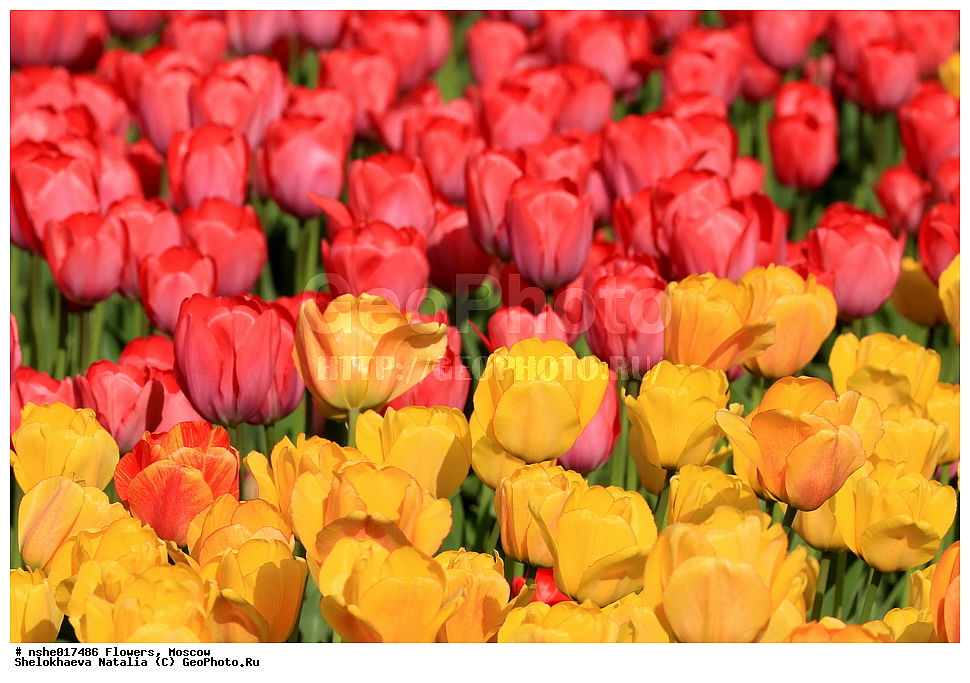 �����, ������, ������, ����