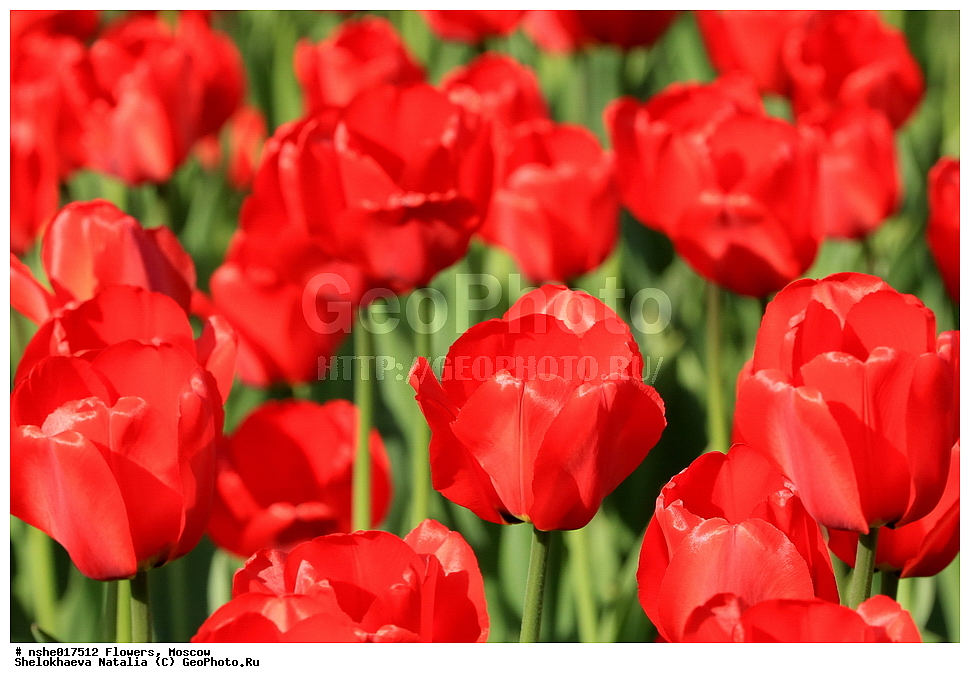 �����, ������, ������, ����