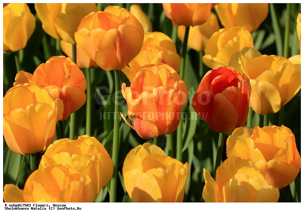 �����, ������, ������, ����