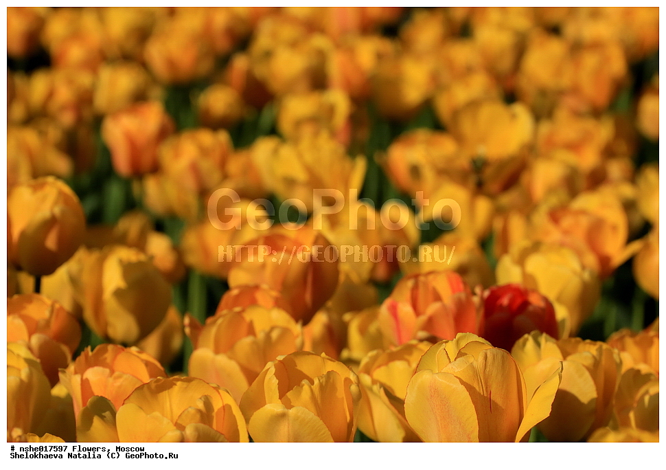 �����, ������, ������, ����