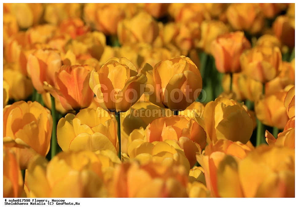 �����, ������, ������, ����