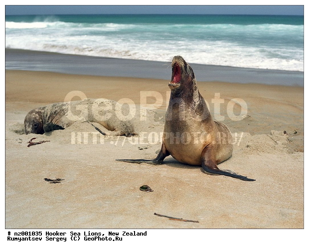 ������� ���, ����� ��������, ����� ��������, ���, �������������, ����, ������� ��������, ������� ���, ��������������, �����, �����, ����