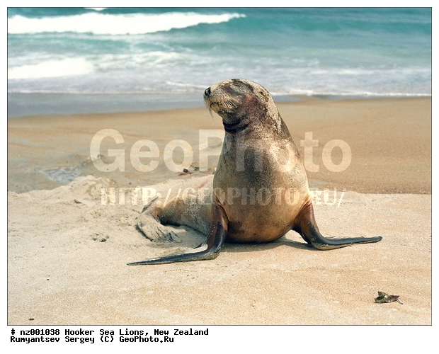 ������� ���, ����� ��������, ����� ��������, ���, �������������, ����, ������� ��������, ������� ���, ��������������, �����, �����, ����