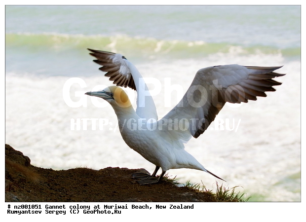 �������� ��������� �����, ����� ��������, �����, �����������������, ����������, ����, ����, ���� �������, �����, ������� �����, ������� �����, XYZ, ��������, Sulidae, ������������� �����, Morus serrator