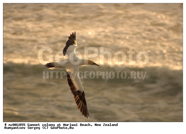 �������� ��������� �����, ����� ��������, �����, �����������������, ����������, � ������, ����, ����, ���� �������, �����, �����, ������� �����, ������� �����, XYZ, ��������, Sulidae, ������������� �����, Morus serrator