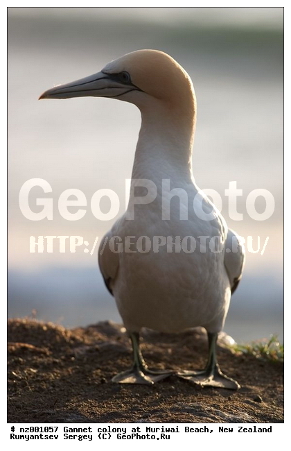 �������� ��������� �����, ����� ��������, �����, �����������������, ����������, ����, ����, ���� �������, �����, ������� �����, ������� �����, XYZ, ��������, Sulidae, ������������� �����, Morus serrator