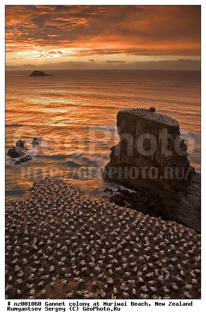 �������� ��������� �����, ����� ��������, �����, �����������������, ����������, �����, �����, ������, ����, ������, ����, ���� �������, ������, �����, �����, ������� �����, ������� �����, XYZ, ��������, Sulidae, ������������� �����, Morus serrator