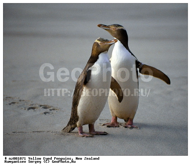 ����� ��������, �������, ������� ������������, ������������, �����������, ��������, ����, �����, ��������� �������, ����������� �������, Megadyptes antipodes,�����������, ��������, Spheniscidae, XYZ