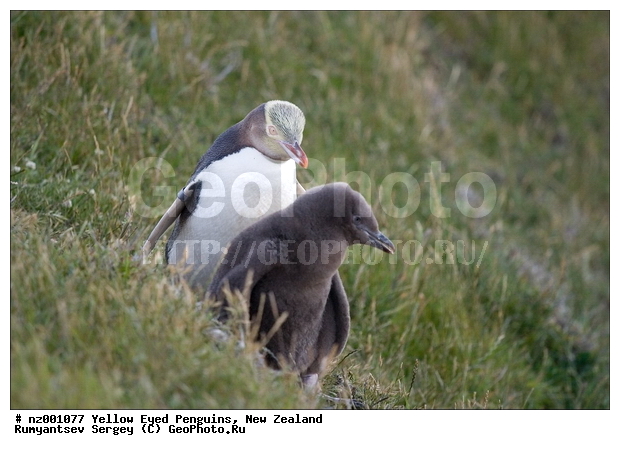 ����� ��������, �������, ������� ������������, ������������, �����������, ��������, ������, �����, ��������� �������, ����������� �������, Megadyptes antipodes,�����������, ��������, Spheniscidae, XYZ