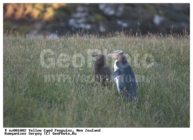 ����� ��������, �������, ������� ������������, ������������, �����������, ��������, ������, �����, ��������� �������, ����������� �������, Megadyptes antipodes,�����������, ��������, Spheniscidae, XYZ