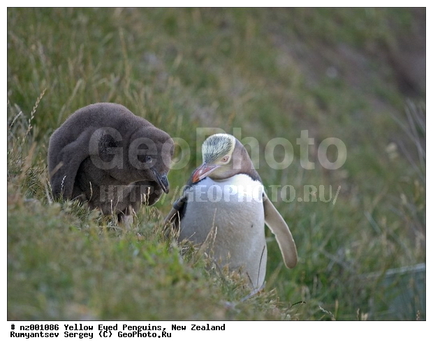 ����� ��������, �������, ������� ������������, ������������, �����������, ������, �����, ��������� �������, ����������� �������, Megadyptes antipodes,�����������, ��������, Spheniscidae, XYZ