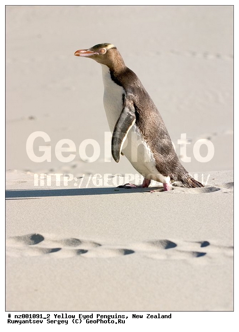 ����� ��������, �������, ������� ������������, ������������, �����������, ����, �����, ��������� �������, ����������� �������, Megadyptes antipodes,�����������, ��������, Spheniscidae, XYZ