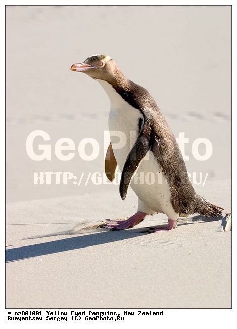 ����� ��������, �������, ������� ������������, ������������, �����������, ����, �����, ��������� �������, ����������� �������, Megadyptes antipodes,�����������, ��������, Spheniscidae, XYZ