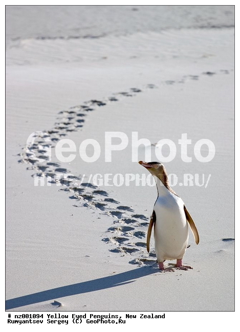 ����� ��������, �������, ������� ������������, ������������, �����������, ����, �����, ����, �����, ������������ �������, ��������� �������, ����������� �������, Megadyptes antipodes, �����������, ��������, Spheniscidae, XYZ