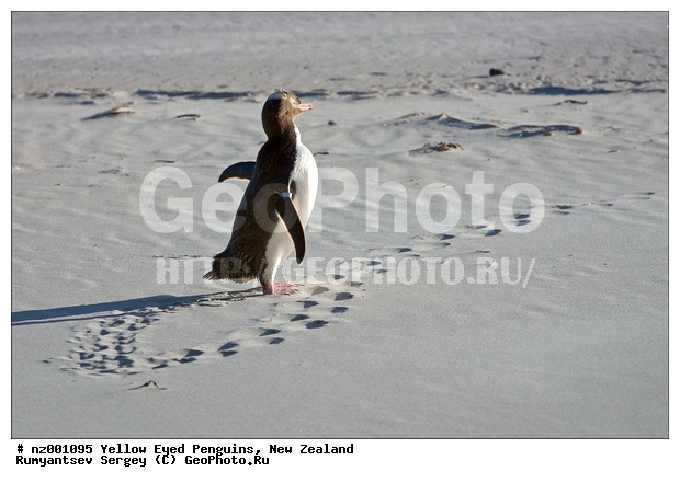 ����� ��������, �������, ������� ������������, ������������, �����������, ��������, ����, �����, ��������� �������, ����������� �������, Megadyptes antipodes,�����������, ��������, Spheniscidae, XYZ