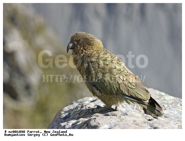 ���������� ������� Kea, ����� ��������, �������, �����, ��������, ��������, �����, �����, ��������, �����������, XYZ, ����������, Psittacidae, ���, Nestor notabilis