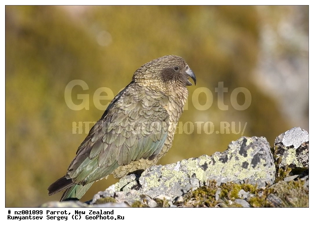 ���������� ������� Kea, ����� ��������, �������, �����, ��������, ��������, �����, �����, ��������, �����������, XYZ, ����������, Psittacidae, ���, Nestor notabilis