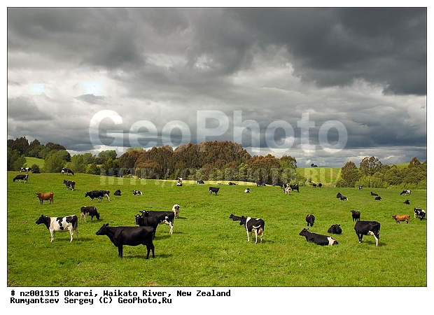 Okarei, ����� ��������, ������, ���� Waikato