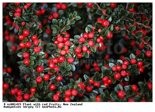 ����� ��������, �������� � �������� �������, �����, ��������