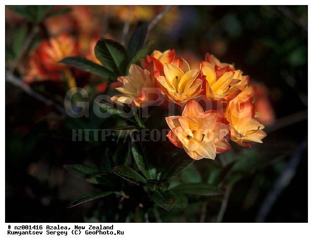 ������, ����� ��������