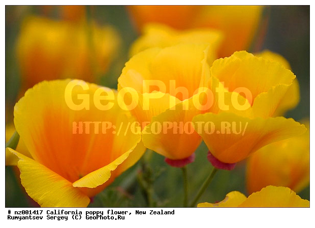 �������������� ���, ����� ��������, ���