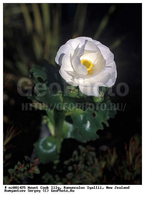 ����� ����� ���, ����� ��������