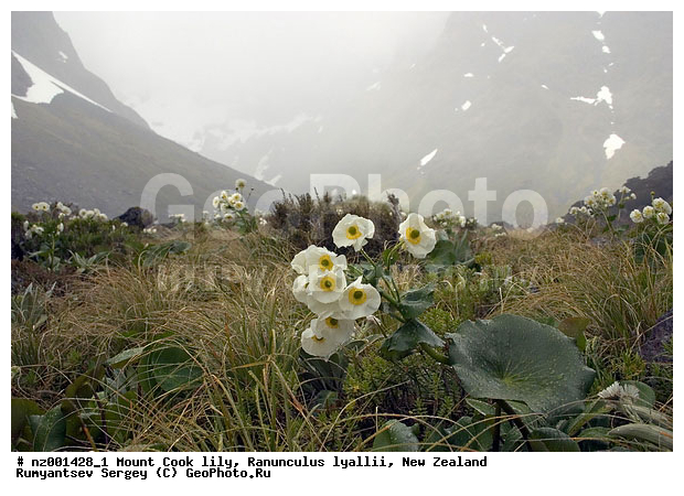 ����� ����� ���, ����� ��������