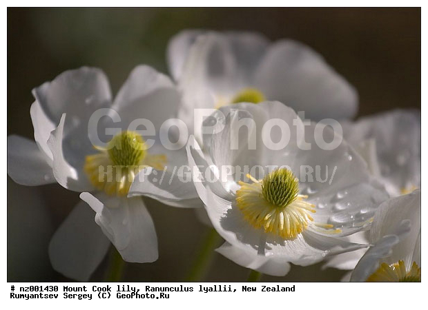 ����� ����� ���, ����� ��������