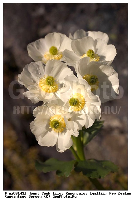 ����� ����� ���, ����� ��������