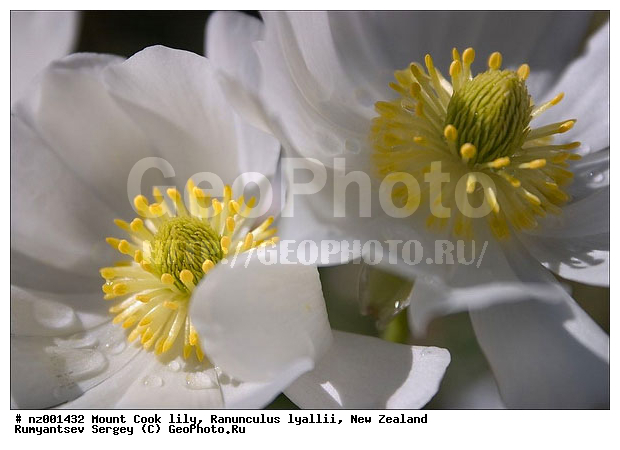 ����� ����� ���, ����� ��������