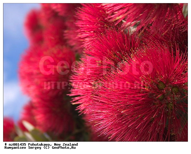 ����� ��������, ����������, ������