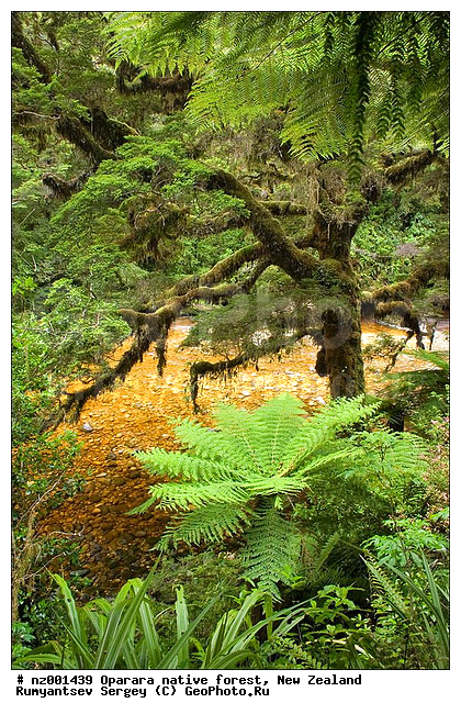 ������������ ��� Oparara, ����� ��������, ���