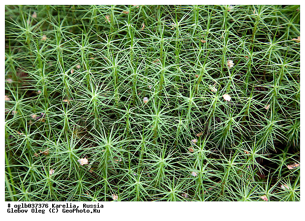 �������, ������